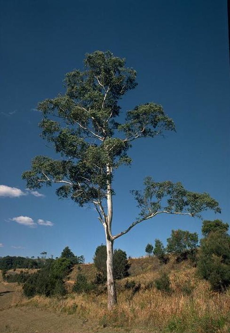 Eucalyptus dorrigoensis