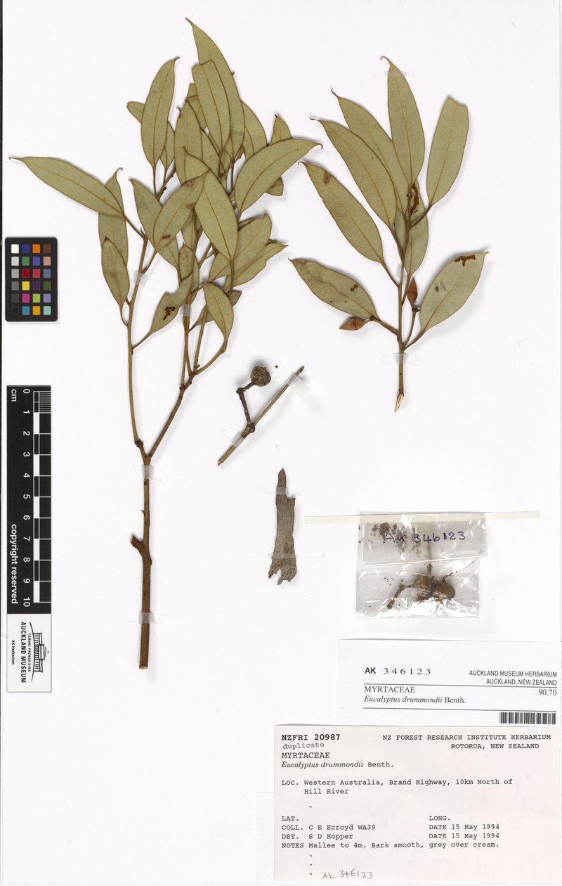 Eucalyptus drummondii