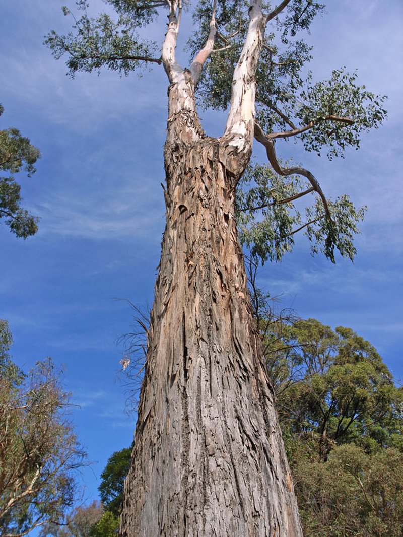 Eucalyptus dunnii