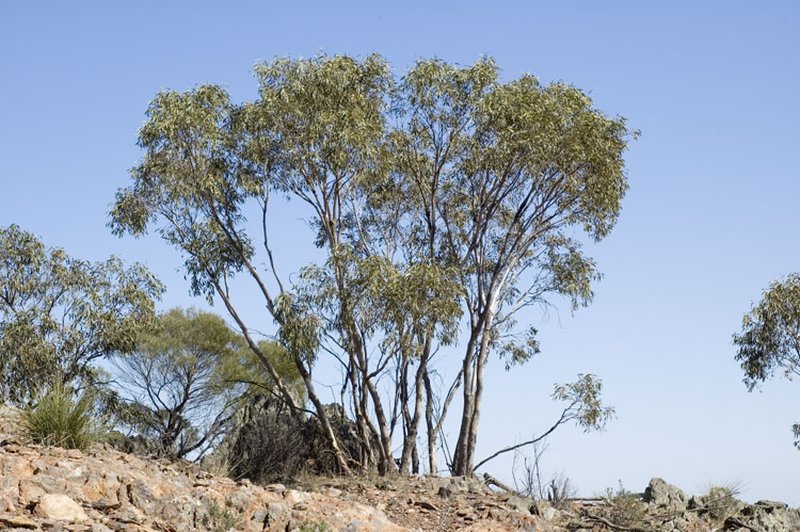 Eucalyptus dwyeri