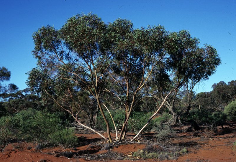Eucalyptus ebbanoensis