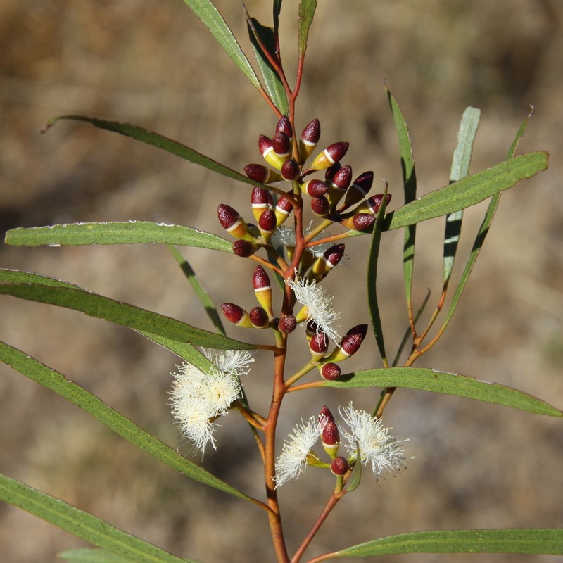 Eucalyptus ecdysiastes