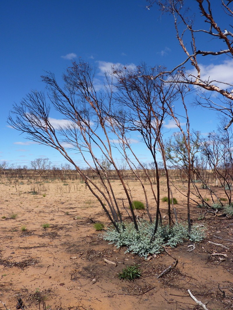 Eucalyptus ecdysiastes photo 2