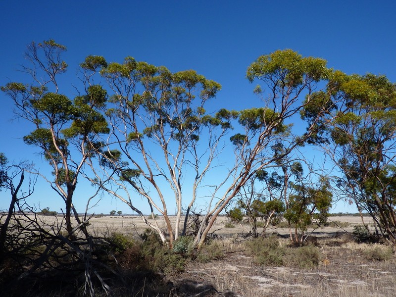 Eucalyptus ecdysiastes photo 3