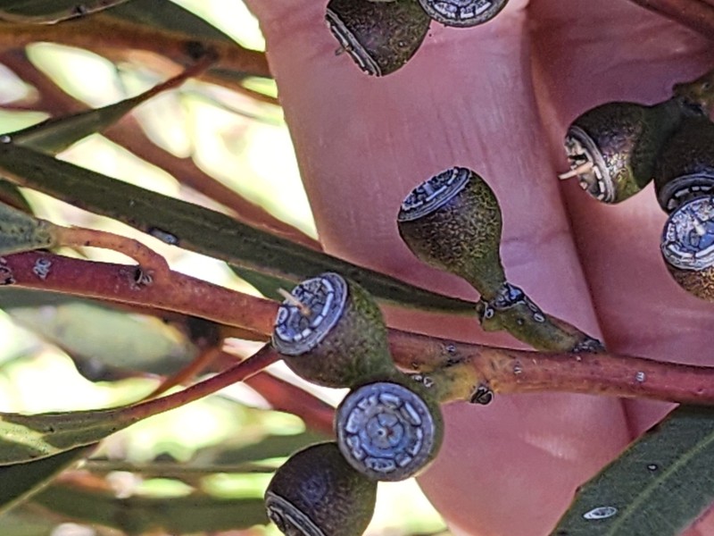 Eucalyptus ecdysiastes photo 4
