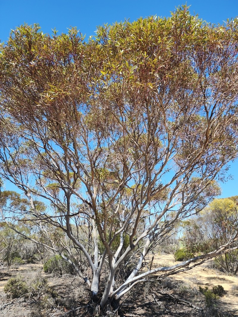 Eucalyptus ecdysiastes photo 5