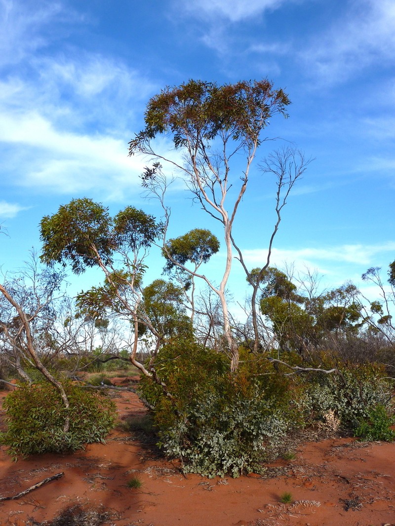 Eucalyptus ecdysiastes photo 6