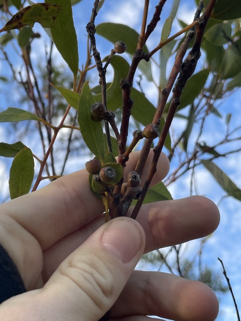 Eucalyptus ecdysiastes photo 7