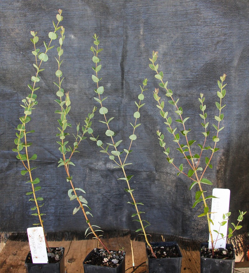 Eucalyptus ecdysiastes photo 8