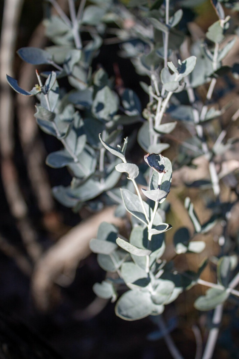 Eucalyptus efflorescens photo 2