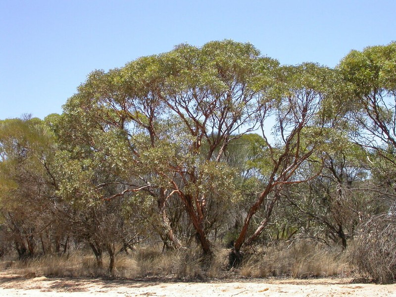 Eucalyptus efflorescens photo 3