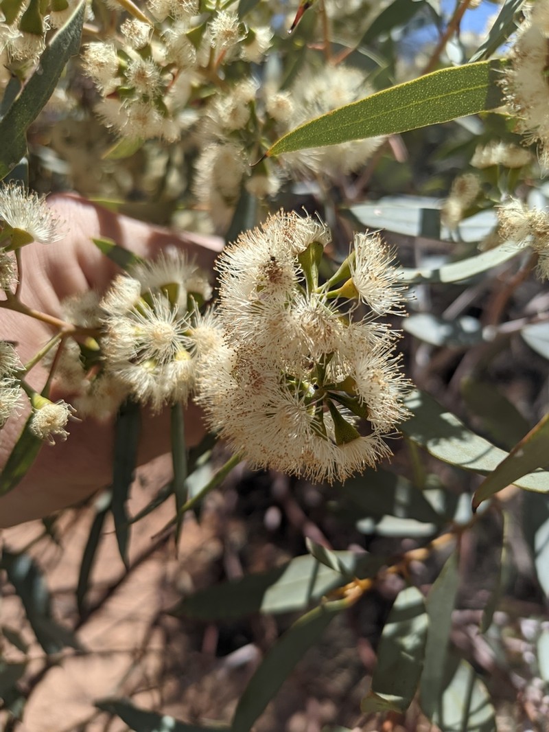 Eucalyptus efflorescens photo 4