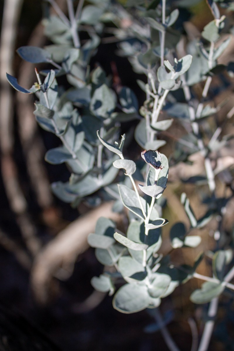 Eucalyptus efflorescens photo 5