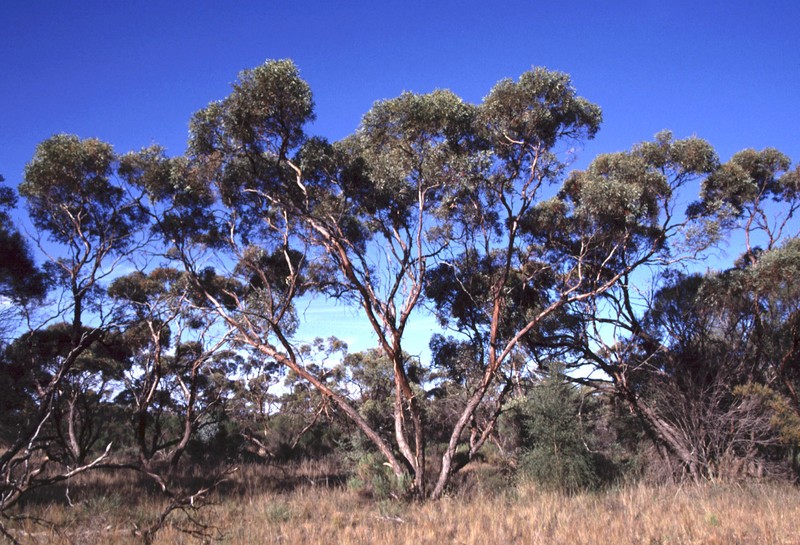 Eucalyptus efflorescens photo 7