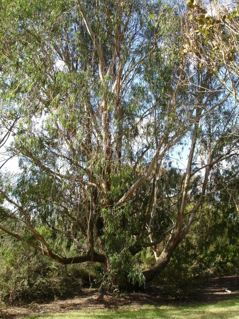 River Peppermint Gum