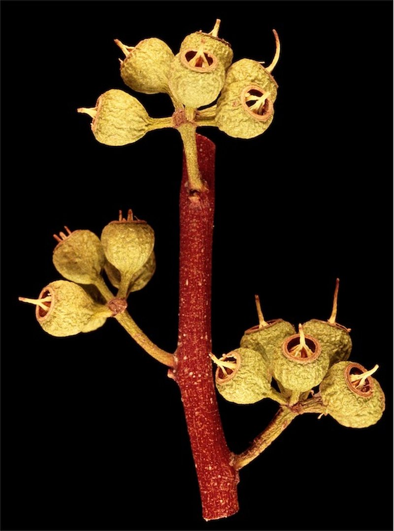 Eucalyptus eremicola