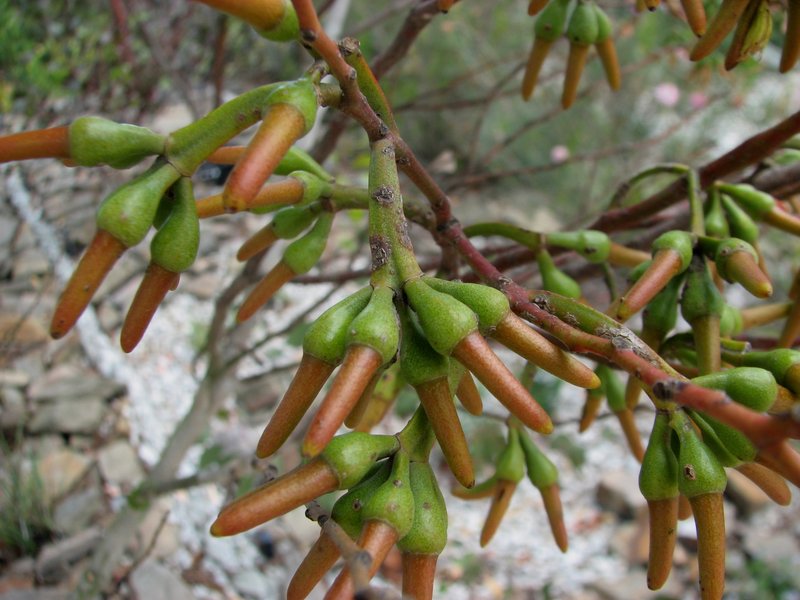 Eucalyptus eremophila
