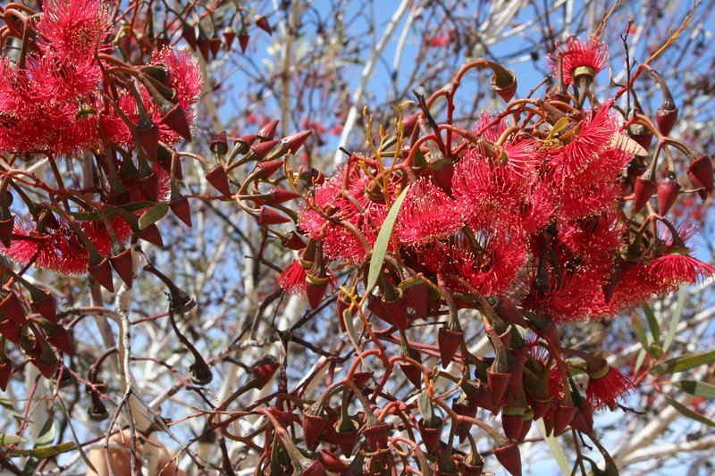 Eucalyptus erythronema
