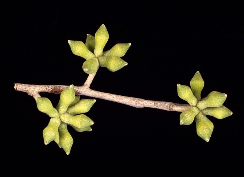 Thin-Leaf Stringybark