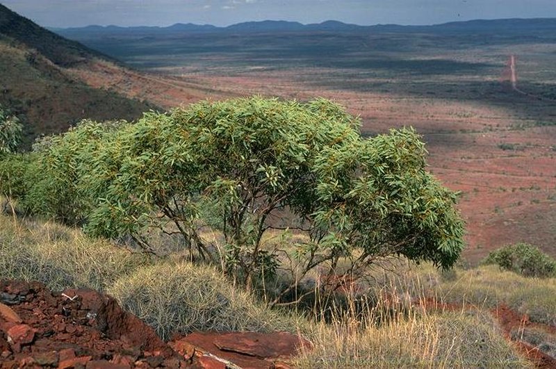 Eucalyptus ewartiana