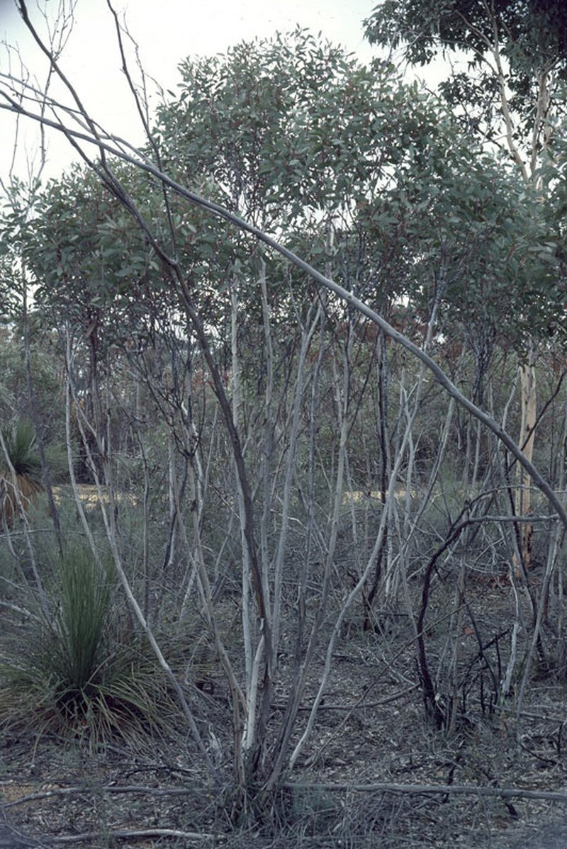 Eucalyptus eilis