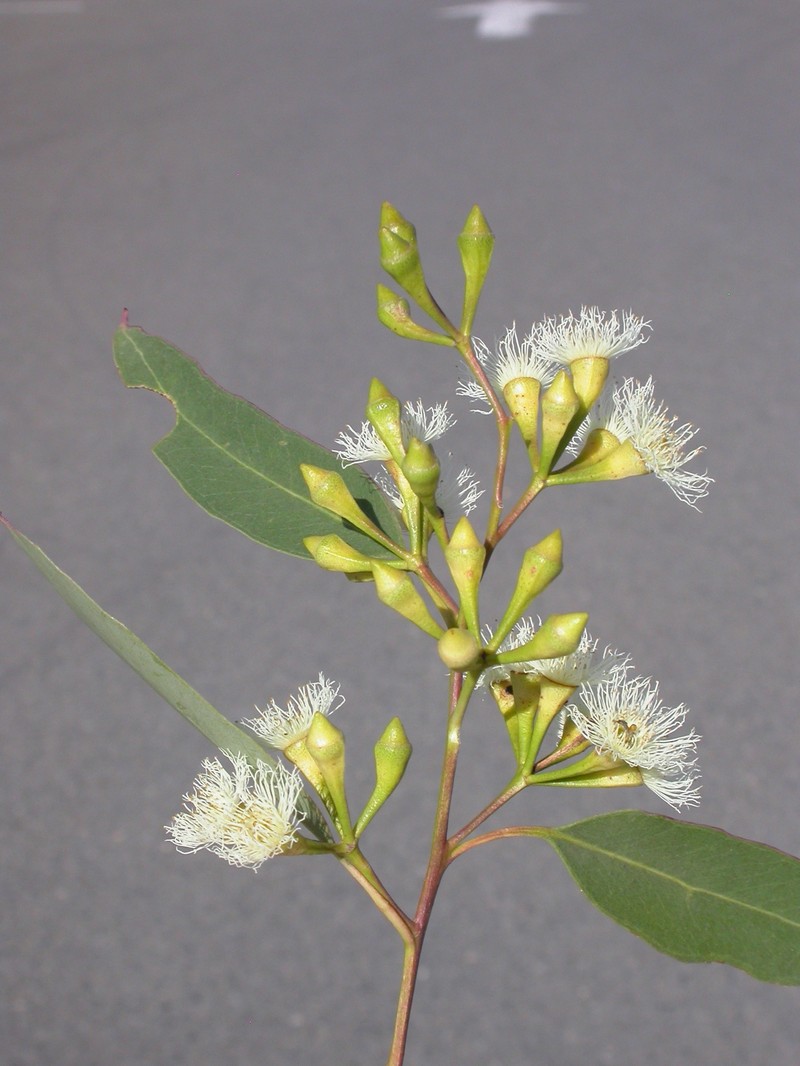 Eucalyptus fergusonii subsp. fergusonii