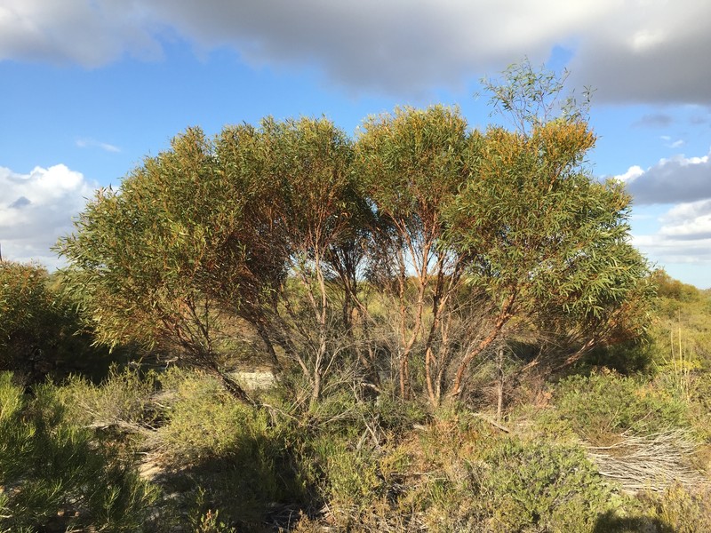 Eucalyptus foecunda subsp. aeolica
