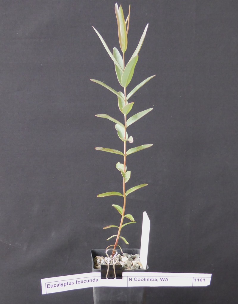 Eucalyptus foecunda subsp. aeolica photo 2