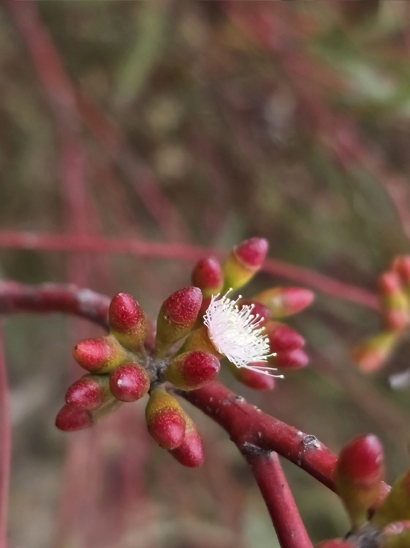 Eucalyptus foecunda subsp. foecunda