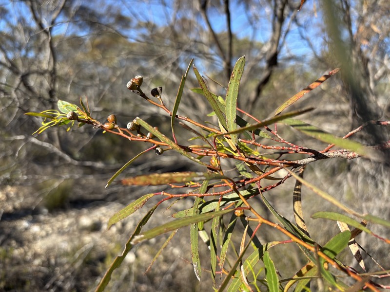 Eucalyptus foecunda subsp. foecunda photo 2