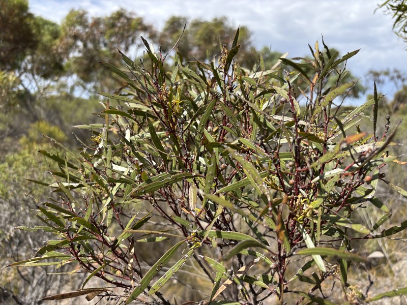 Eucalyptus foecunda subsp. foecunda photo 3