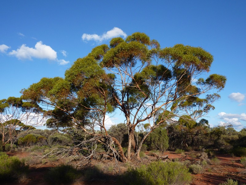 Eucalyptus formanii subsp. circulata