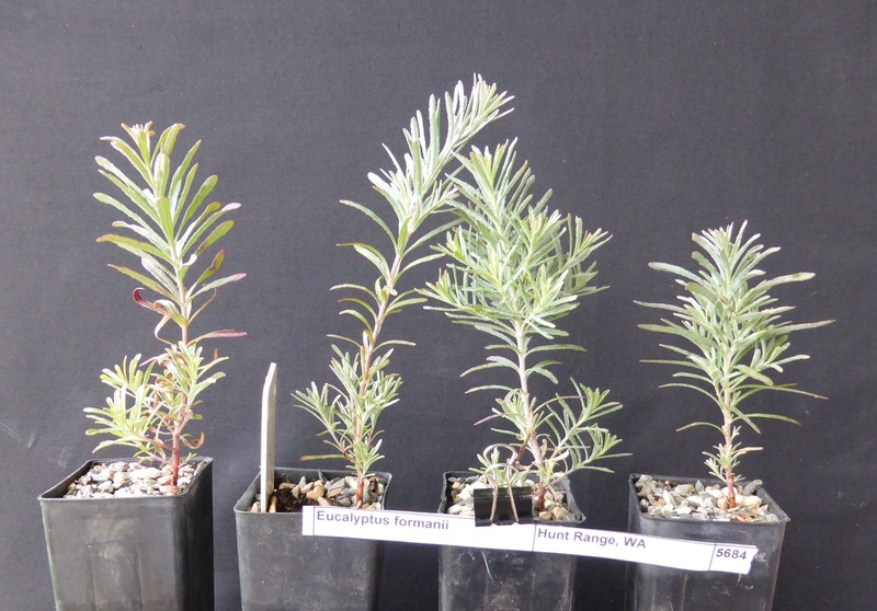Eucalyptus formanii subsp. circulata photo 2