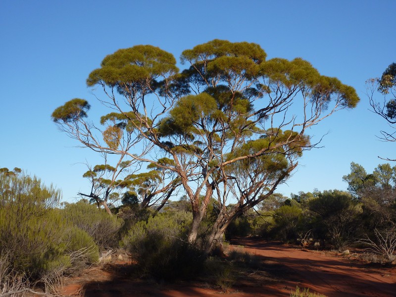 Eucalyptus formanii subsp. formanii