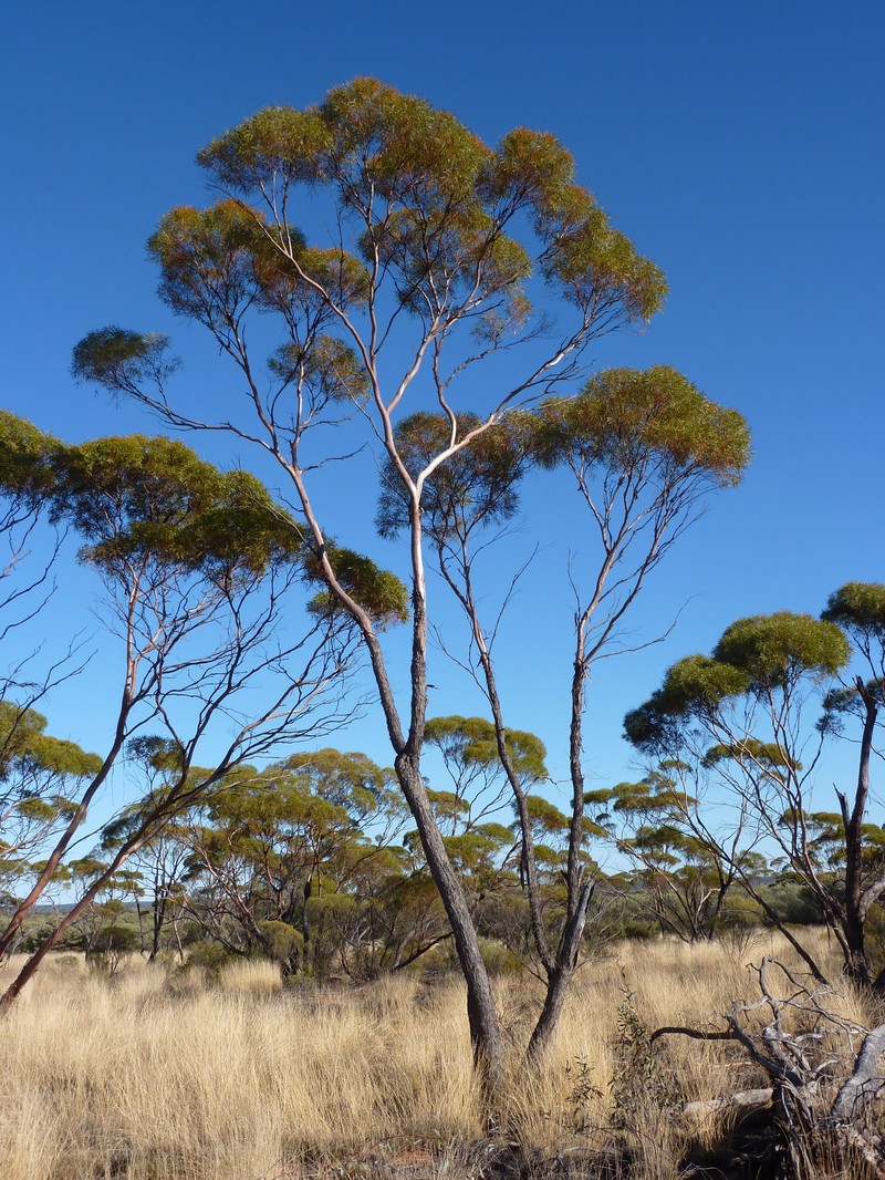 Eucalyptus formanii subsp. formanii photo 2