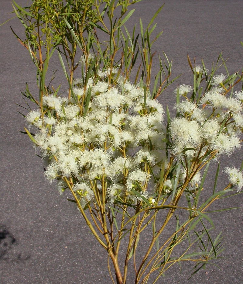 Eucalyptus formanii subsp. formanii photo 3