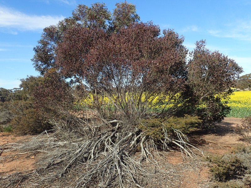 Eucalyptus gardneri