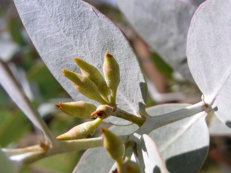 Curly Mallee