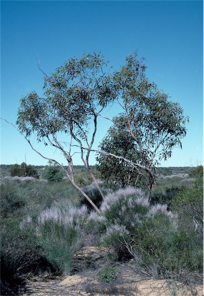 Eucalyptus gittinsii