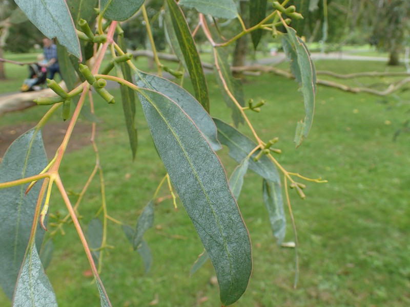 Tingiringi Gum photo 4