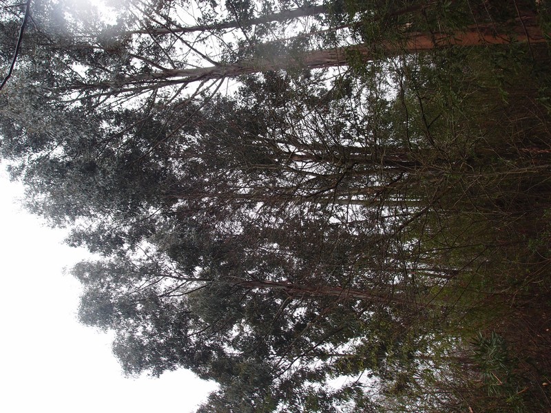 Tingiringi Gum photo 5