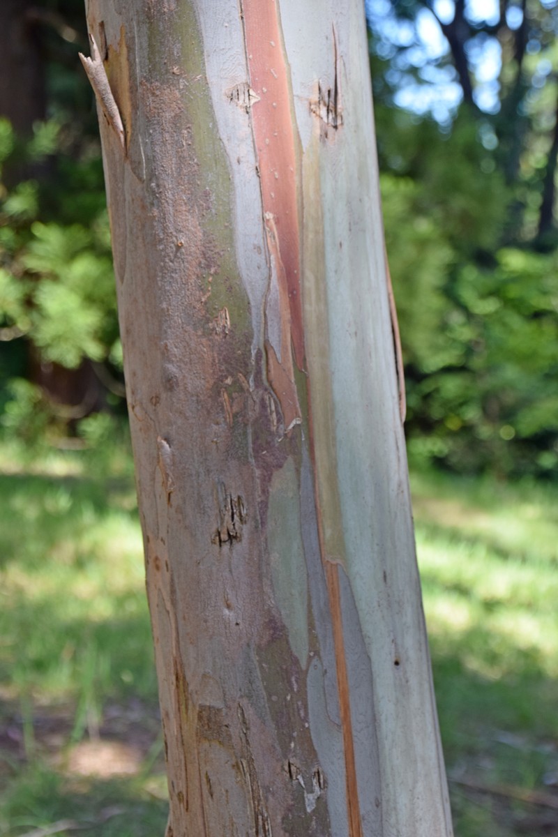 Tingiringi Gum photo 2