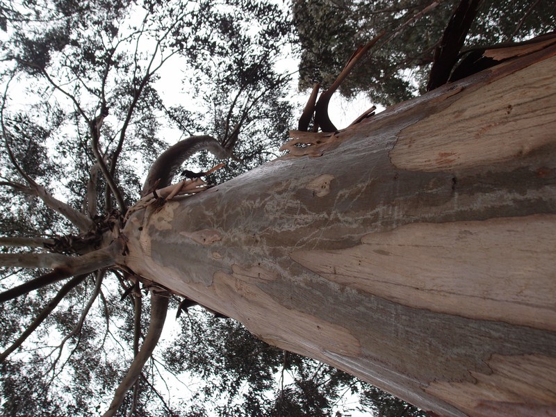 Tingiringi Gum photo 3