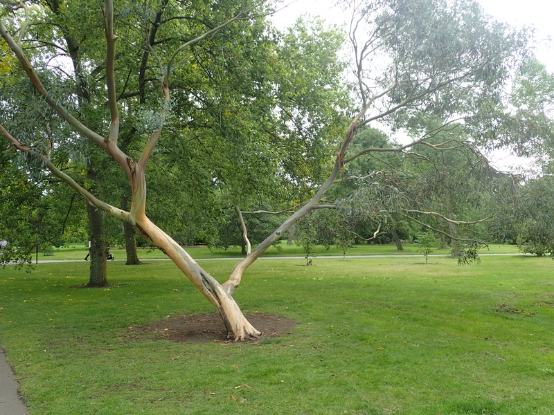 Tingiringi Gum