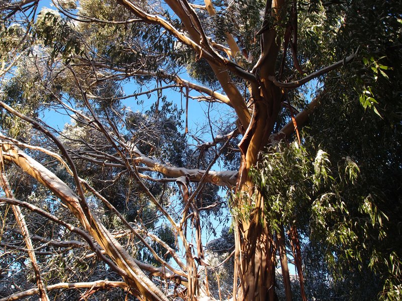 Tingiringi Gum photo 6