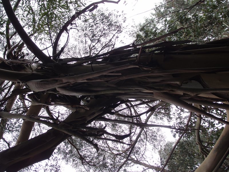 Tingiringi Gum photo 7