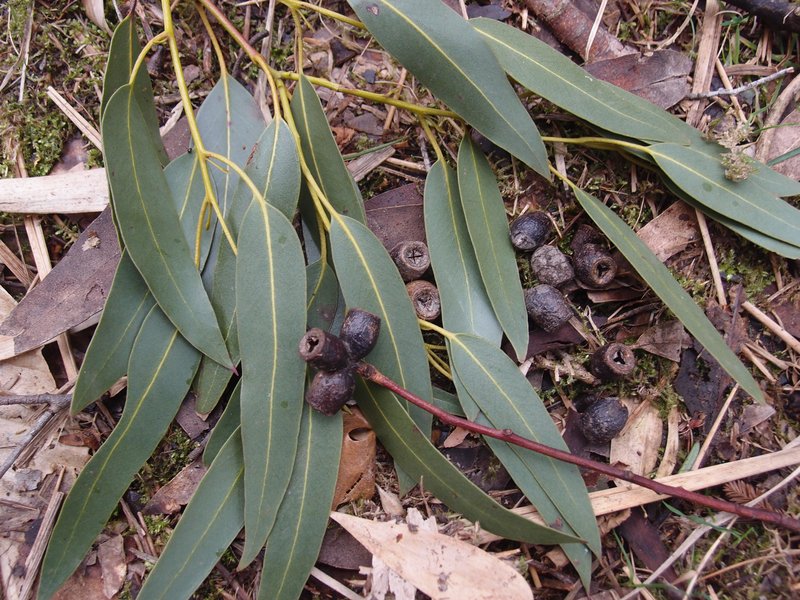 Tingiringi Gum photo 8