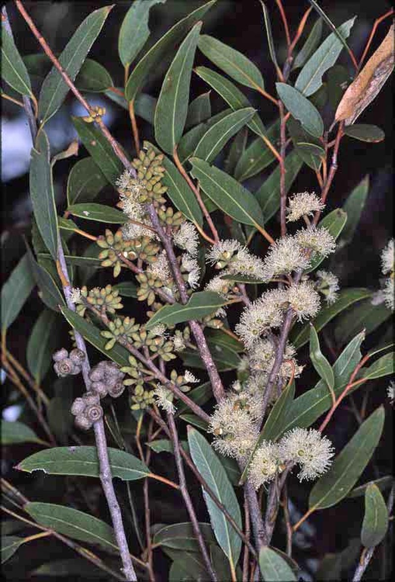 Eucalyptus globoidea