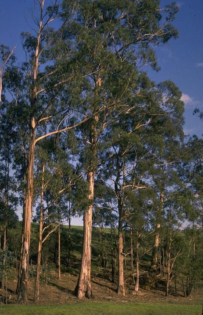 Tasmanian Bluegum