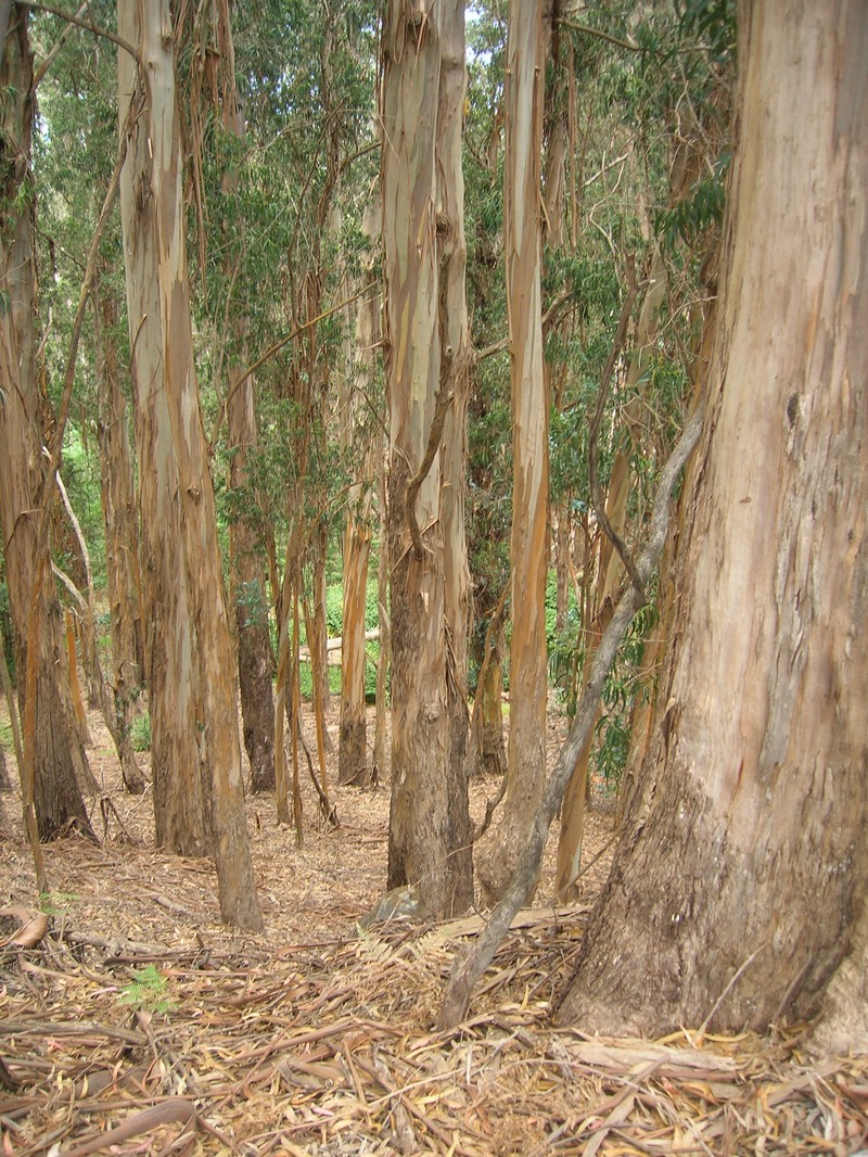 Tasmanian Bluegum photo 5